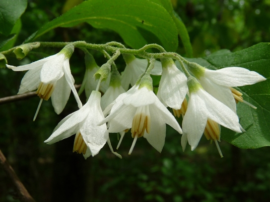{Styrax grandifolius}